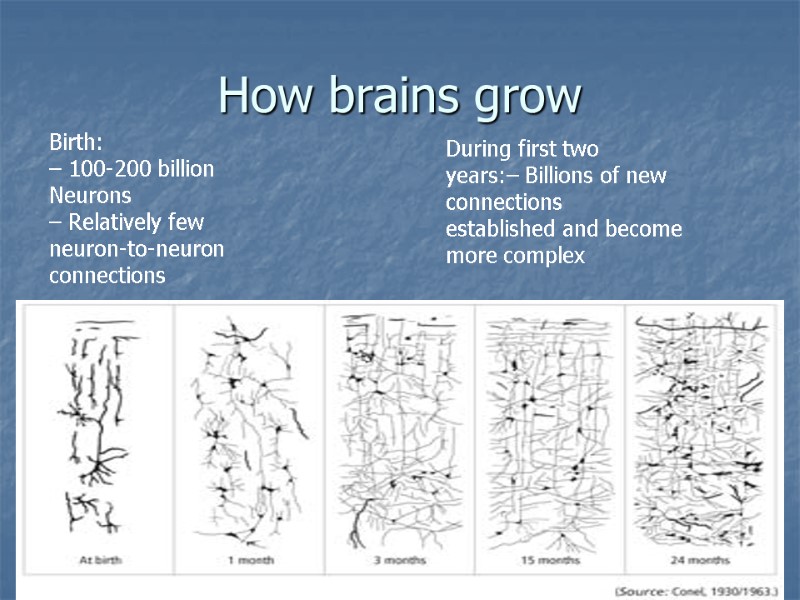 How brains grow Birth: – 100-200 billion Neurons – Relatively few neuron-to-neuron connections During